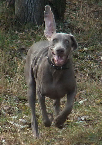 Canis Fortuna Corsa